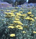 Cloth of Gold Achillea / Achillea filipendulina 